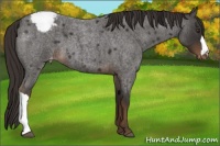 Horse Color:Liver Red Roan Appaloosa 