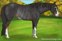 Horse Color:Liver Chestnut Sabino Appaloosa Rabicano 
