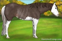 Horse Color:Liver Chestnut Sabino Splash Rabicano 