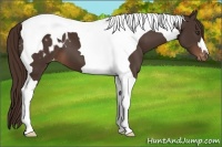 Horse Color:Liver Chestnut Tobiano Blanket 