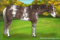 Horse Color:White Spotted Liver Chestnut Sabino Splash