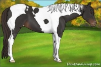 Horse Color:Liver Chestnut Tobiano Blanket 
