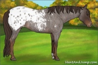 Horse Color:Liver Red Roan Appaloosa 