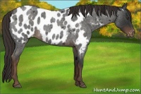 Horse Color:Liver Red Roan Appaloosa 