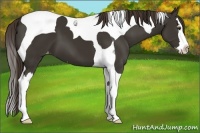Horse Color:Liver Chestnut Splash Tobiano Varnish 