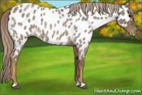 Horse Color:Chocolate Palomino Roan Appaloosa 