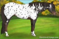 Horse Color:Liver Chestnut Appaloosa 