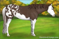 Horse Color:Liver Chestnut Sabino Splash Appaloosa 
