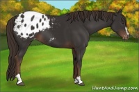 Horse Color:Liver Chestnut Sabino Appaloosa 