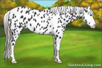 Horse Color:Black Near Leopard