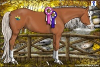 Horse Color:Silver Bay Splash 