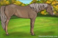Horse Color:Chocolate Palomino