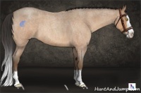 Horse Color:Amber Champagne Roan Splash Rabicano 