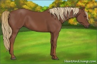 Horse Color:Chestnut 