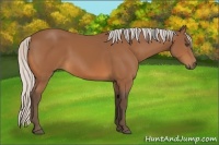 Horse Color:Silver Bay 