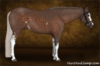 Horse Color:White Spotted Silver Brown 