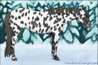 Horse Color:Smoky Black Appaloosa 