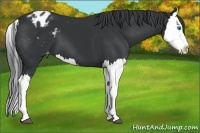Horse Color:Black Splash Appaloosa 