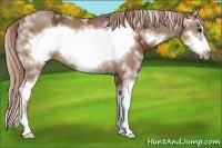 Horse Color:Chestnut Ice Sabino Frame Rabicano