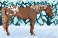 Horse Color:Red Roan Appaloosa 