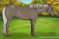Horse Color:Silver Blue Roan