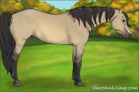 Horse Color:Brown Dun 