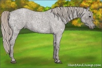 Horse Color:Silver Blue Ice Roan