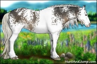 Horse Color:White Spotted Liver Chestnut Appaloosa Rabicano