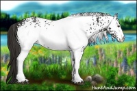 Horse Color:White Spotted Liver Chestnut Rabicano 