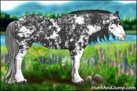 Horse Color:Liver Chestnut Ice Sabino 