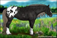 Horse Color:Liver Chestnut Ice Appaloosa