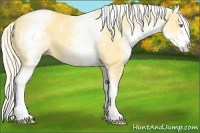 Horse Color:White Spotted Gold Cream Champagne Dun Splash 