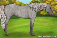 Horse Color:Silver Blue Roan 