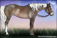 Horse Color:White Spotted Liver Chestnut Sabino