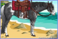 Horse Color:White Spotted Black