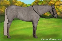 Horse Color:Silver Blue Roan 