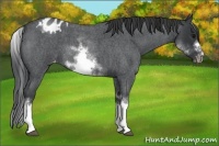 Horse Color:White Spotted Blue Roan Splash Frame Varnish 