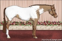 Horse Color:Red Dun Appaloosa 