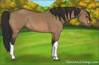 Horse Color:Bay Dun