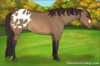 Horse Color:Bay Dun Appaloosa 