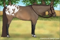 Horse Color:Brown Dun Appaloosa
