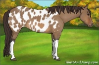 Horse Color:Bay Dun Near Leopard