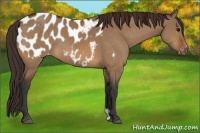 Horse Color:Bay Dun Appaloosa 