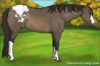 Horse Color:Brown Dun Appaloosa 