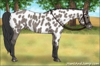Horse Color:Grullo Appaloosa 