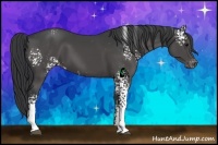 Horse Color:White Spotted Black Appaloosa 