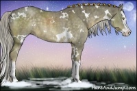 Horse Color:White Spotted Chocolate Palomino Sabino Splash 