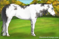Horse Color:White Spotted Black Splash Frame