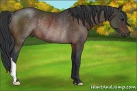 Horse Color:Brown Rabicano 