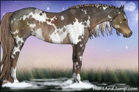 Horse Color:White Spotted Liver Chestnut Rabicano 